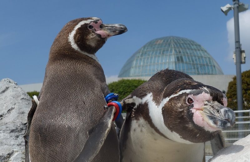 Credit: 葛西臨海水族園 twitter